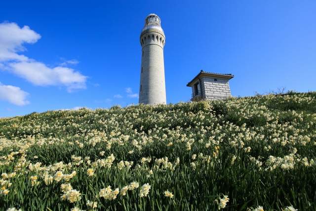 角島灯台とスイセンの花