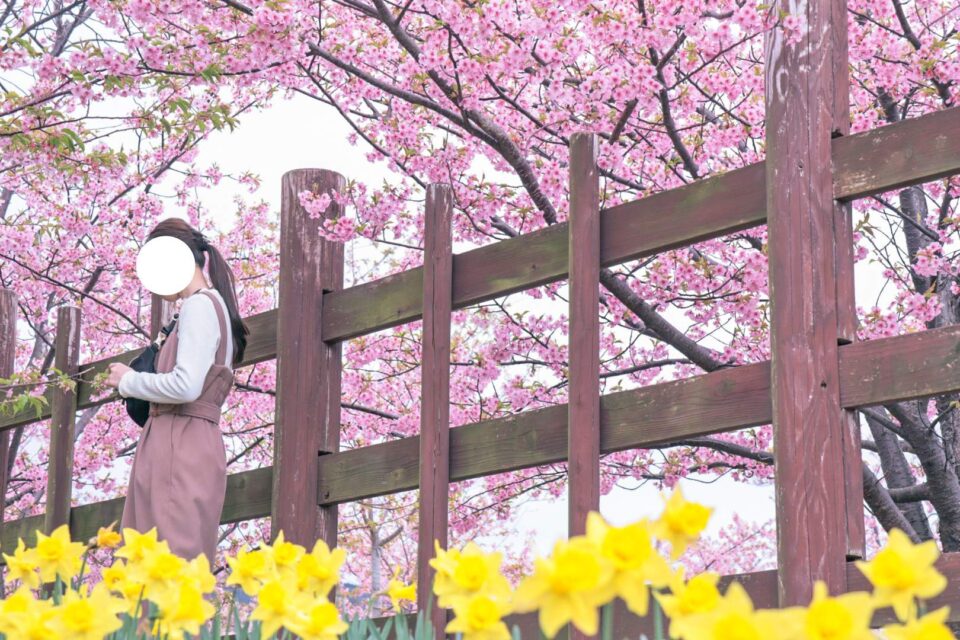 城山歴史公園桜