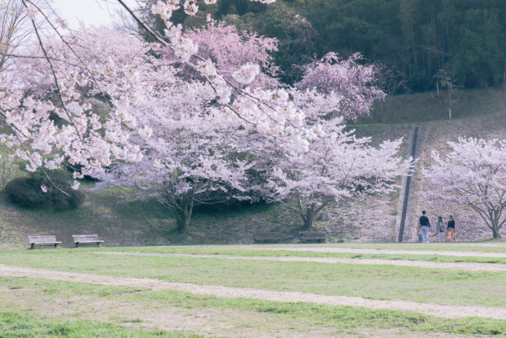 下松市：下松公園桜