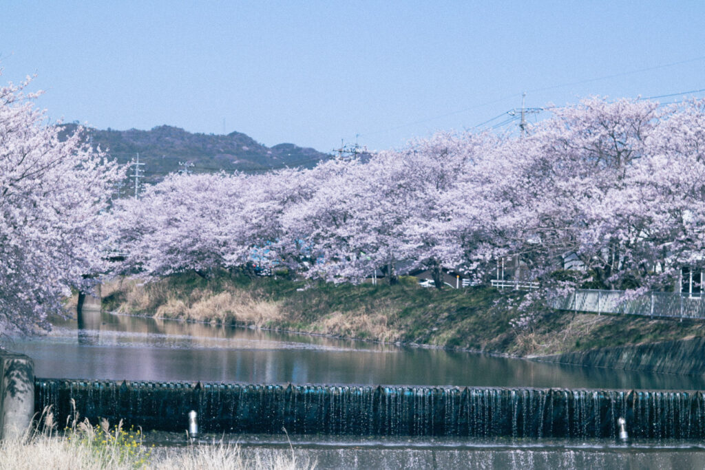 下松市：末武川沿い桜