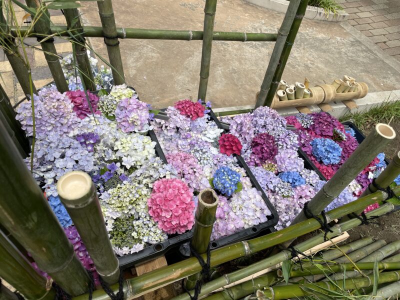 リフレッシュパーク豊浦紫陽花の水階段